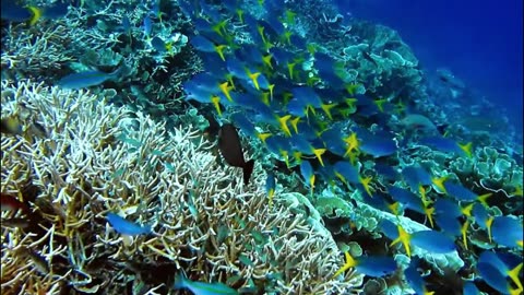 Ocean Serenity in 4K – Coral Reef & Fish with Deep Sleep Meditation Music