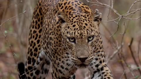 Amazing leopard in sri lanka