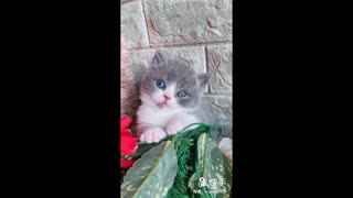 Best video About Cats 😹 [Funny Pets]