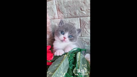 Best video About Cats 😹 [Funny Pets]