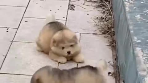 Funny dog video