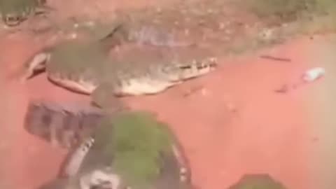 😱 Went to Feed a Crocodile, But It Ate Another Croc’s Hand! 😳🔥"