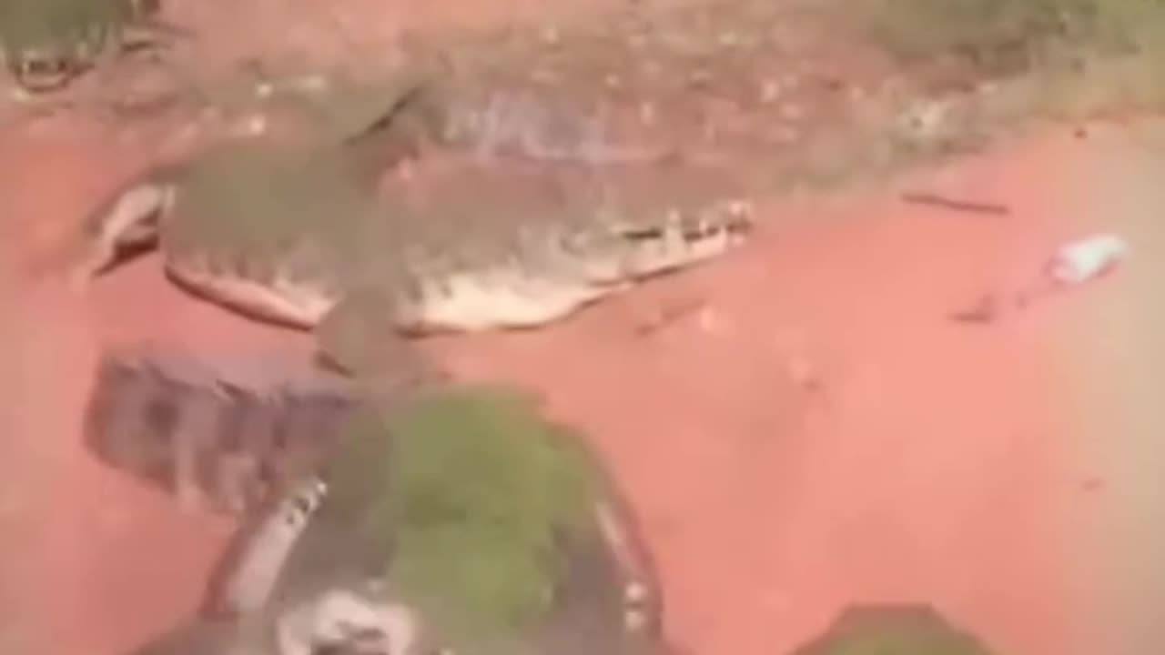 😱 Went to Feed a Crocodile, But It Ate Another Croc’s Hand! 😳🔥"