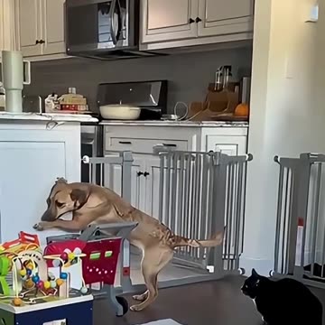 Funny Dogs Afraid of Cats 😱 | Hilarious Reactions #funny #dog #shorts