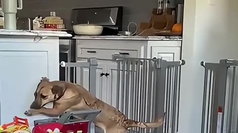 Funny Dogs Afraid of Cats 😱 | Hilarious Reactions #funny #dog #shorts