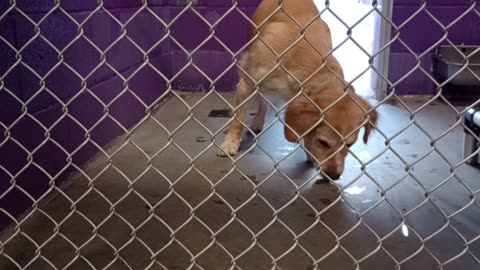 Diego 6y Pet Id 942675 kennel 10 HSSAZ shelter has some trouble controllin his excitement20250808504