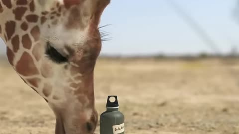 funny animals video