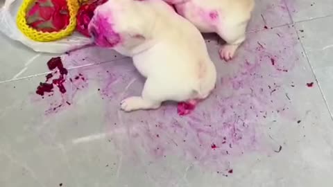 "Did They Just Eat Someone?!