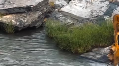 🧠🦁 Lions Crossing the River in Africa! | FeedMyCuriosity