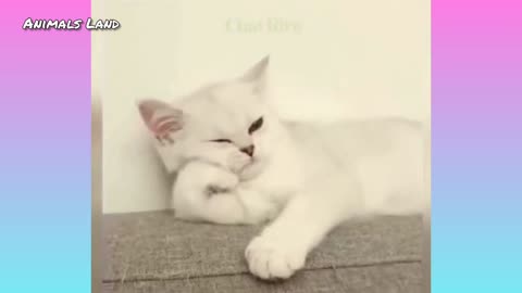 Attack of the Cuteness!