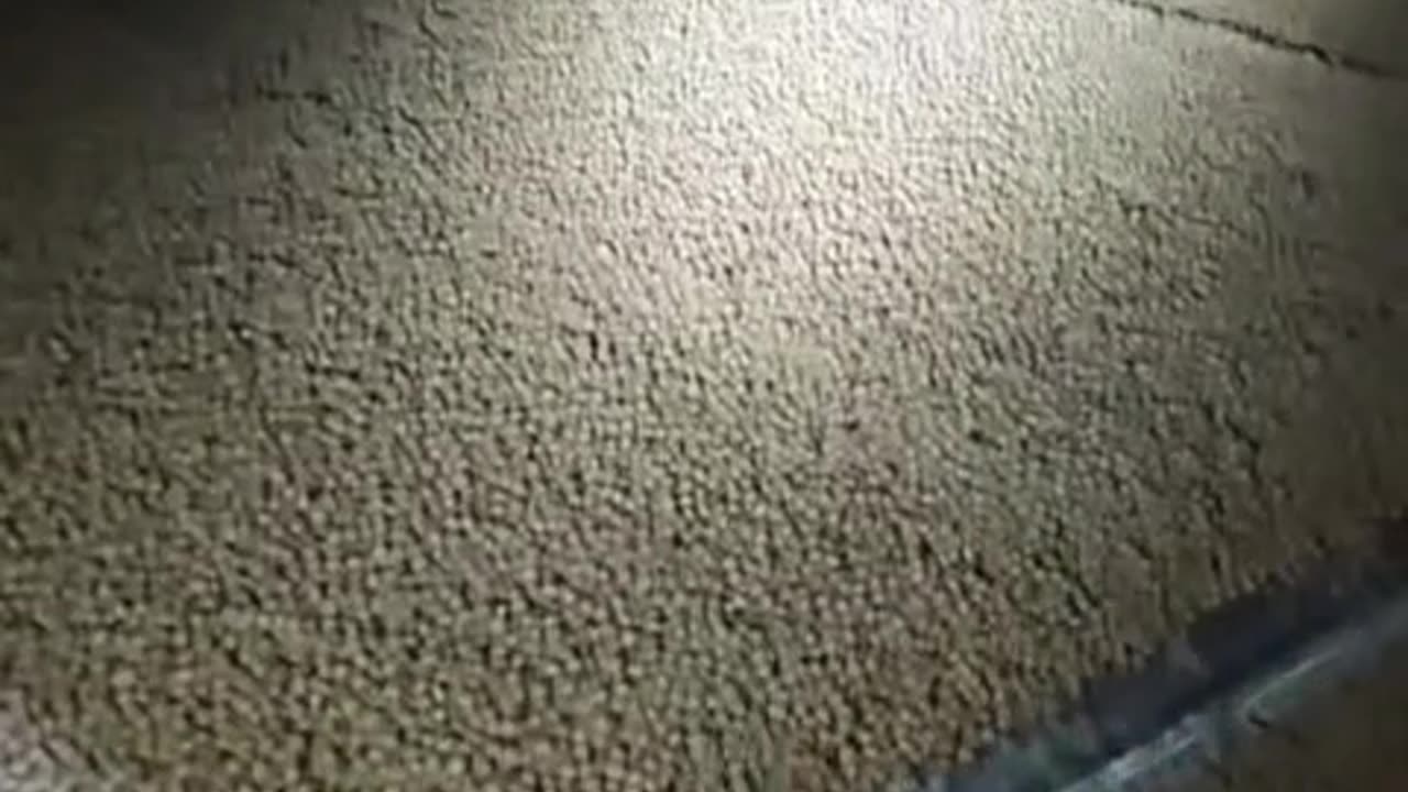 The mesh belt dryer