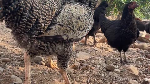 Chickens are in a good mood