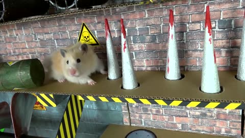 Hamster Challenge😊