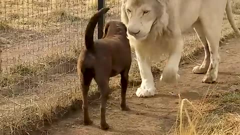 Cute Lion Gives Smooches to Puppy's Paw !!