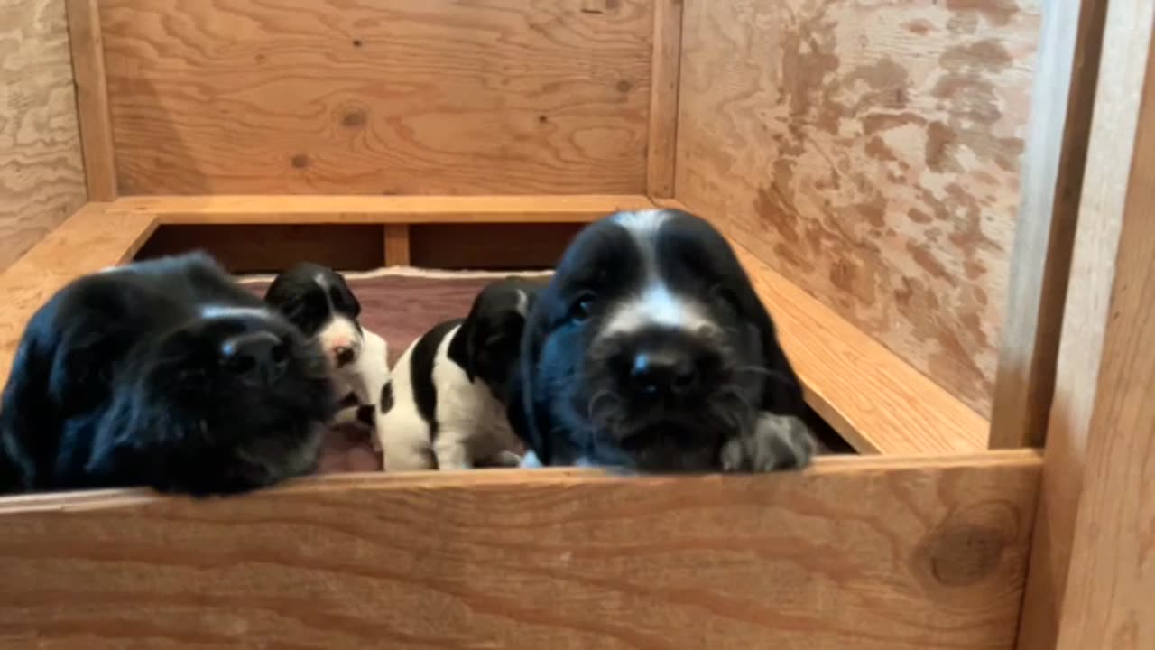 Large Munsterlander - Muddy Waters E Litter - Week 3 update