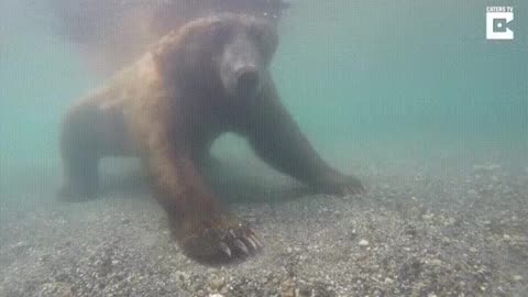 A Brown Bear successfully catches a fish with its bare paws