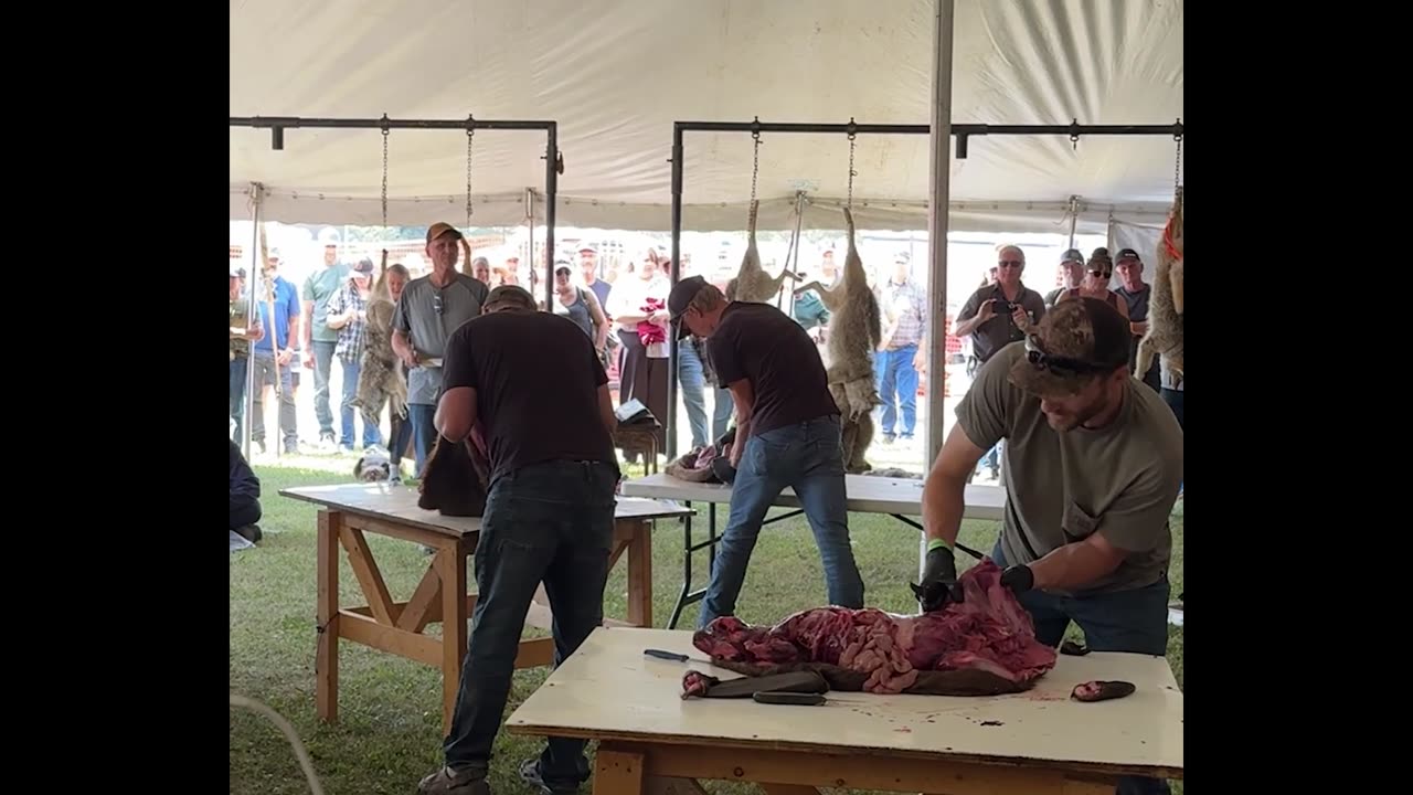 2025 Alberta Trapping Rendezvous - Speed skinning Beavers