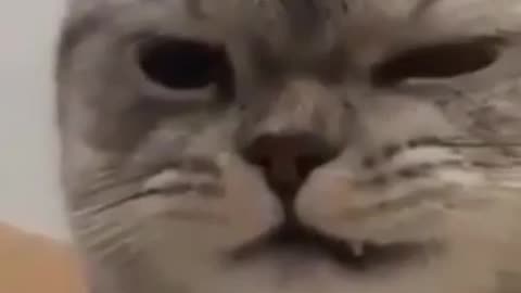 Cute cat expression
