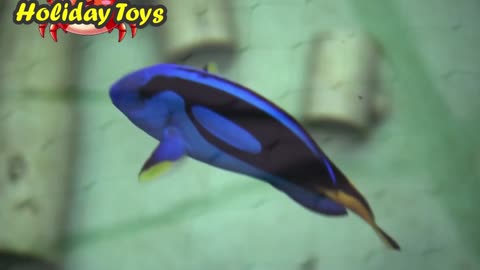 Blue Tang Diving Among Coral Reefs During the Day