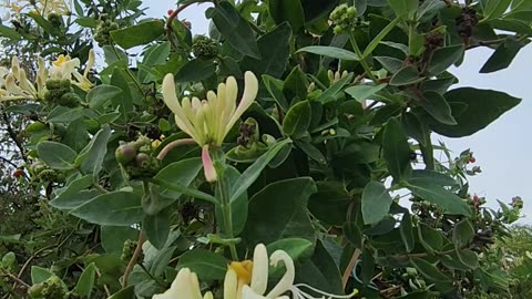 "Unidentified Deep Wastelands Bee with Proven Winners Scentsational Honeysuckle."
