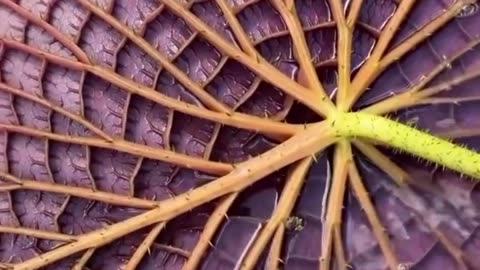 The underside of an Amazonian water lily is a masterpiece of natural engineering