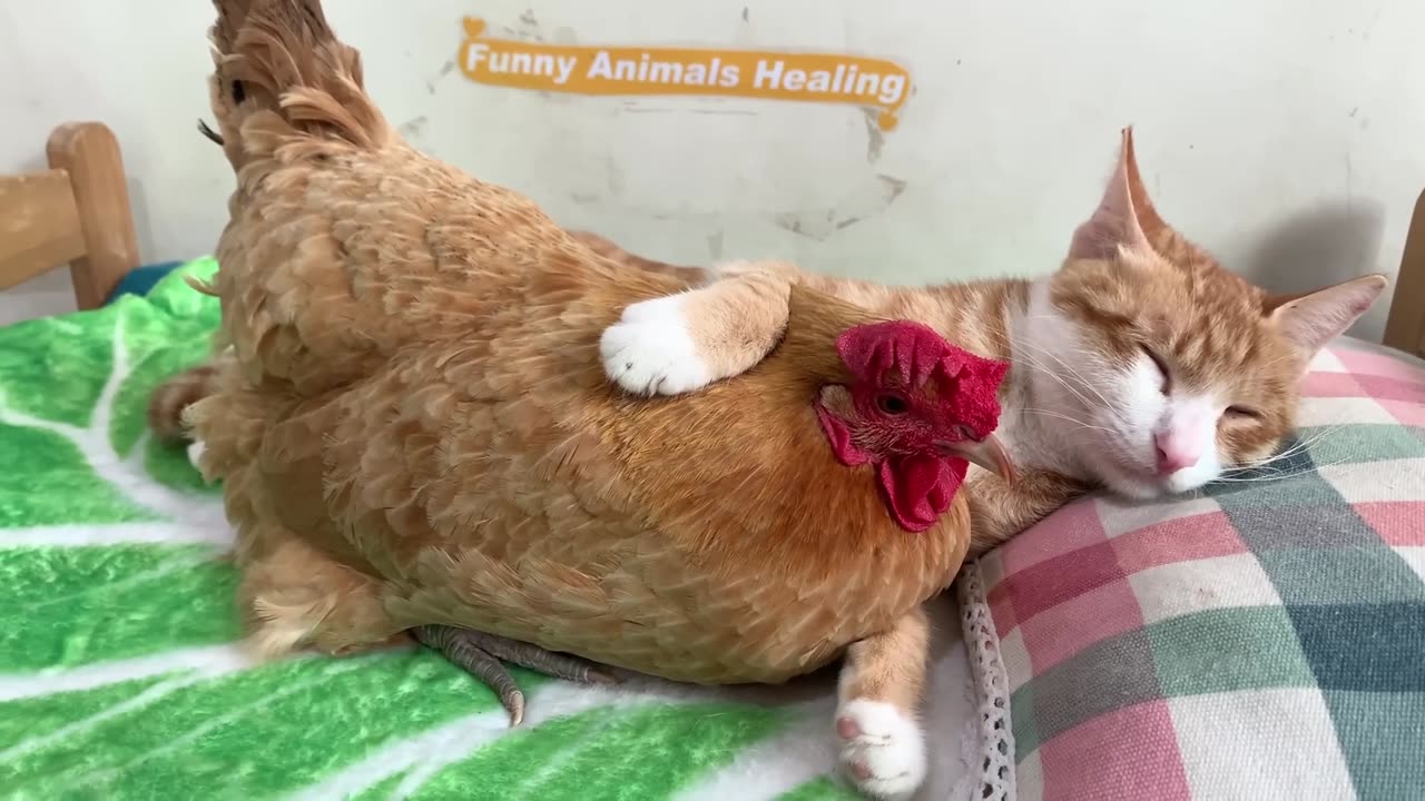 So funny! The rooster caught the hen and the cat having an affair and was very angry!The dog is cute