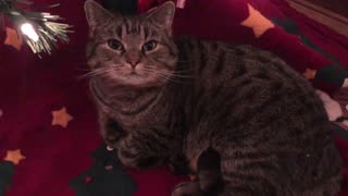 December 22, 2019 - An Early Present Under the Christmas Tree