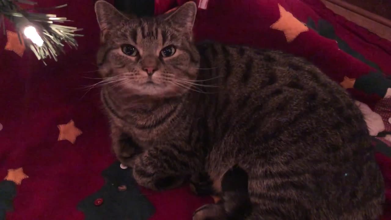 December 22, 2019 - An Early Present Under the Christmas Tree