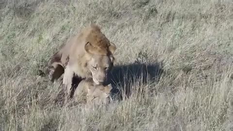 Lions Real Mating