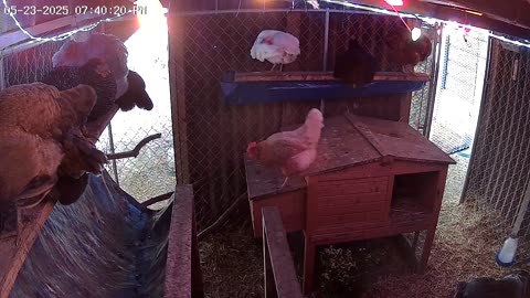 Friday Night Perch Up Cam1