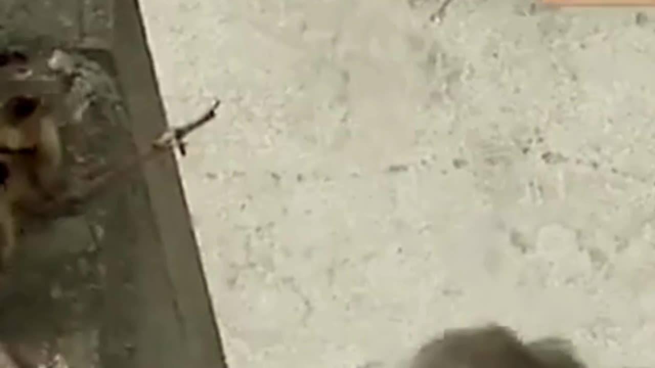 11 Ducklings Rescued Just in Time! π¦π