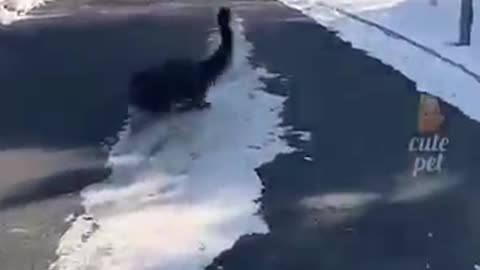 Breaking: Funniest Animal Fails #viral #ylyl #animals #funnypets
