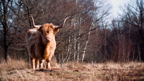 Highland Cow | Highland Cattle