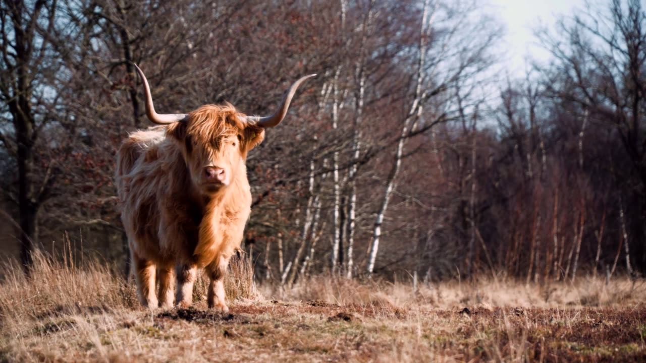 Highland Cow | Highland Cattle