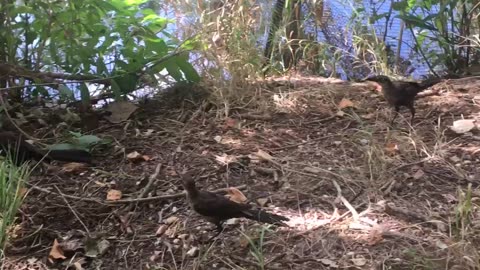 A bird feeds to its baby.👏