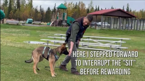 Zak George Is An IGP Dog Trainer Using Only One Quadrant. Primary Inducement.