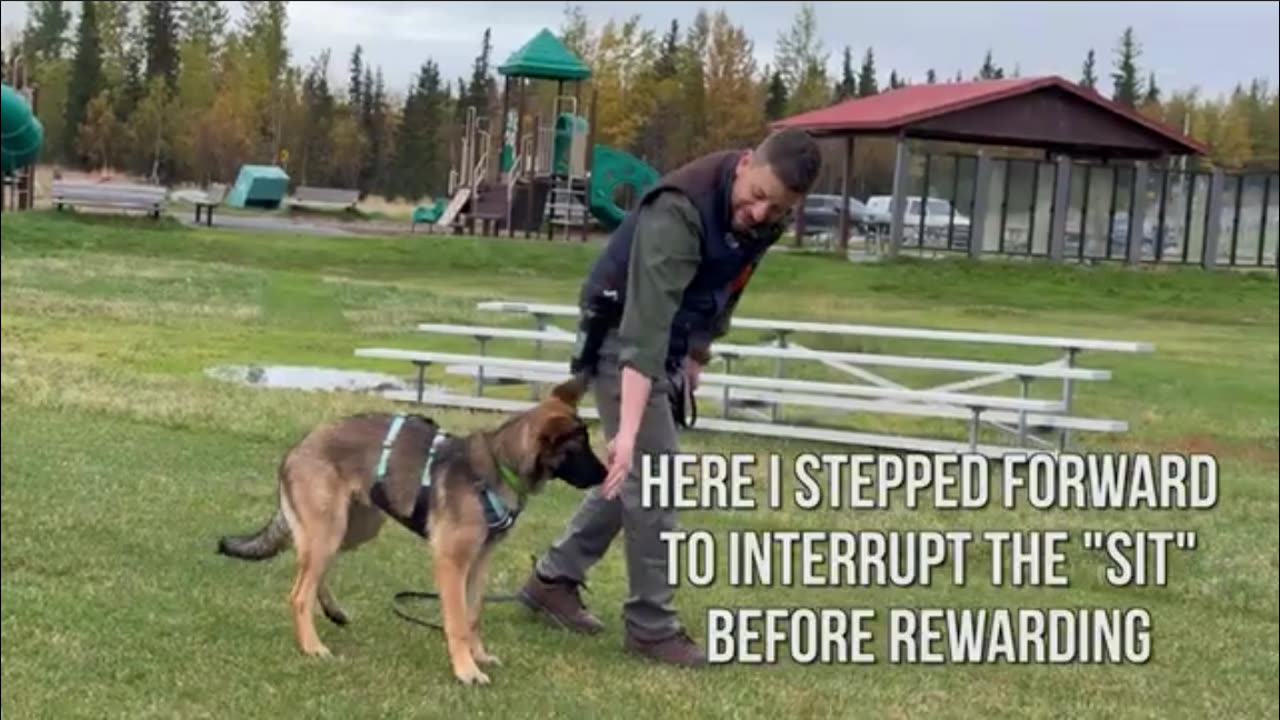 Zak George Is An IGP Dog Trainer Using Only One Quadrant. Primary Inducement.