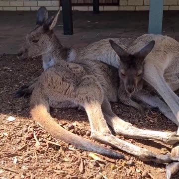 Kangaroo diaries only in Australia 🇦🇺