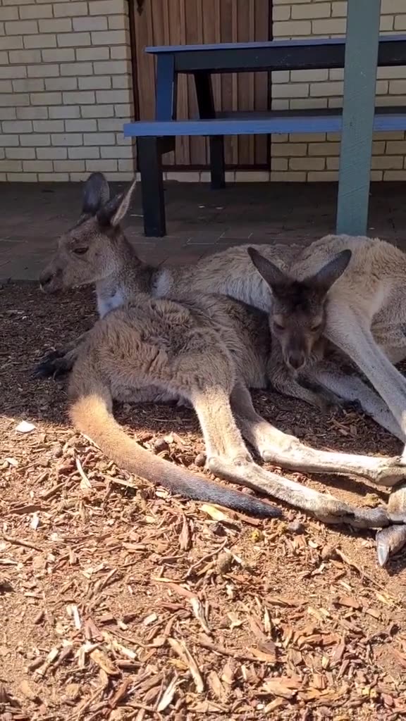 Kangaroo diaries only in Australia 🇦🇺