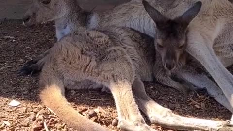 Kangaroo diaries only in Australia 🇦🇺