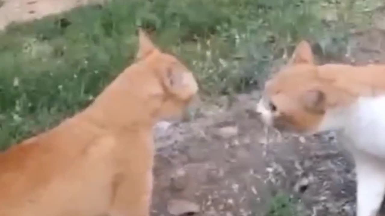 Cat-tastic Laughs | Adorable Feline Fun π±π