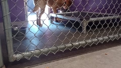 Zapdos 4y Pet Id 947616 kennel 12 HSSAZ shelter _20250523_160252506