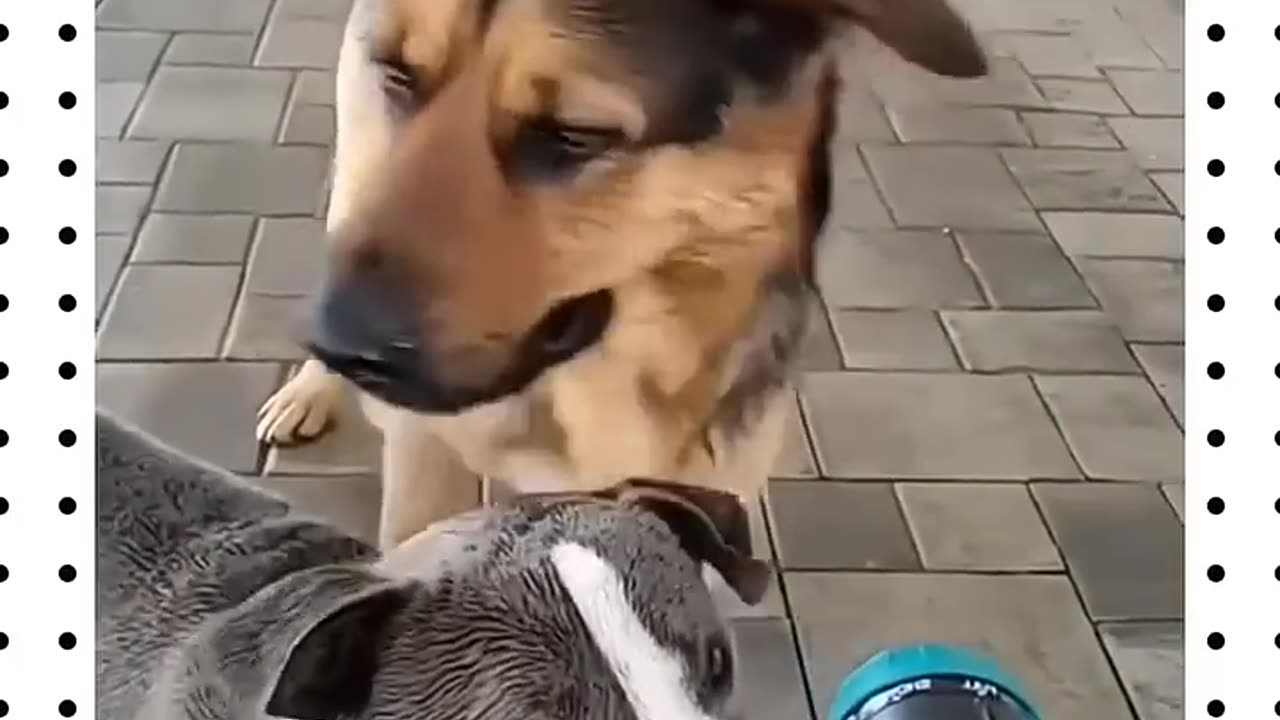 IMPOSSIBLE 🍷 funny dogs video