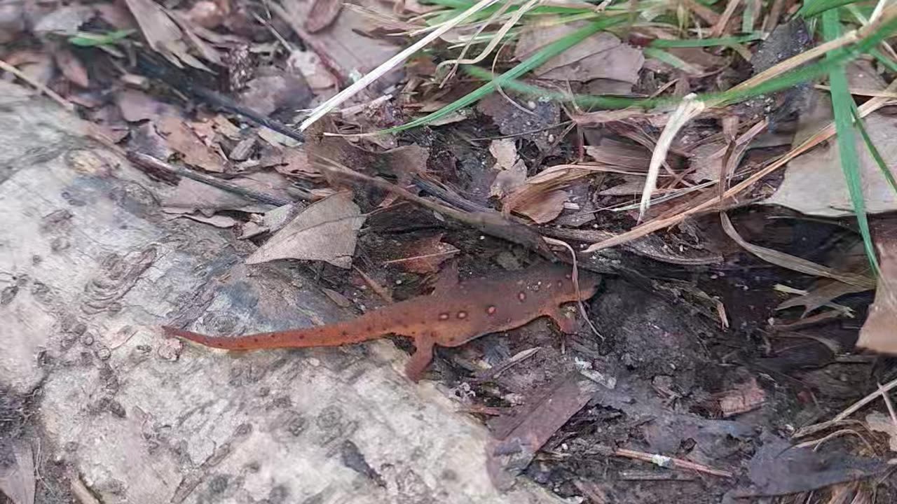 Eastern Newt