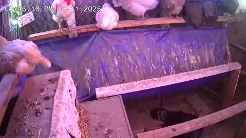 Sunday Night Perch Up Cam3