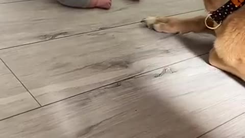 Nervous dog makes a baby smile