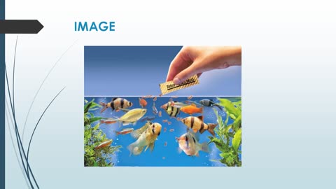 Best Aquarium Food in Serangoon