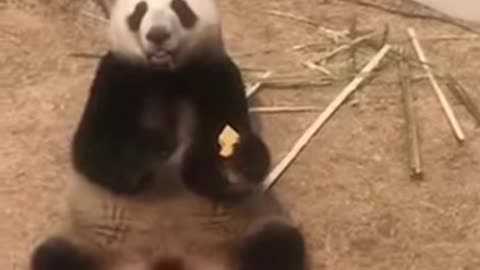 🐼 Funny Panda! The Cutest Moments! 😂 #panda #animals #funny #pandafail #animalvideos #viral