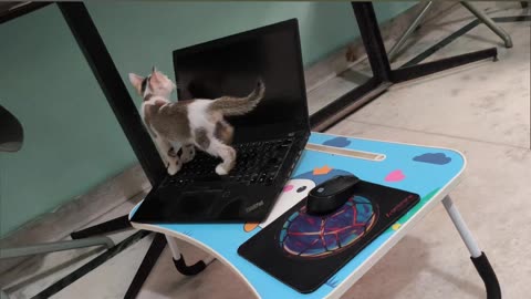 25th July Kitten Vlog Patch & Alt at it again