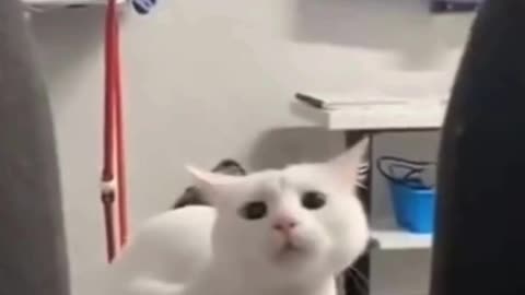 funny cat